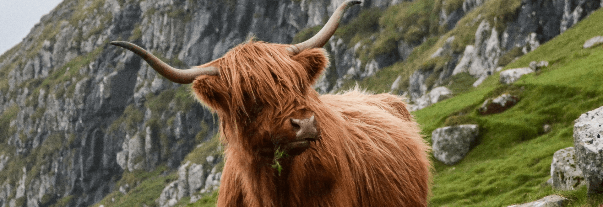 The Scots Wikipedia saga